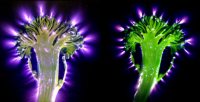 What Is a Detox and Why Raw Food? What Is a Detox and Why Raw Food?